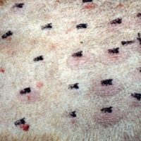 Service de dermatologie