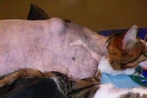 Service de chirurgie des tissus mous