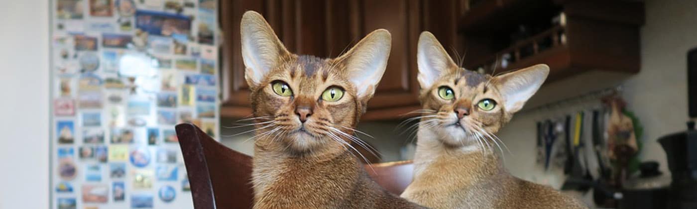 Abyssin, race de chat