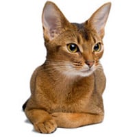 Abyssin, race de chat