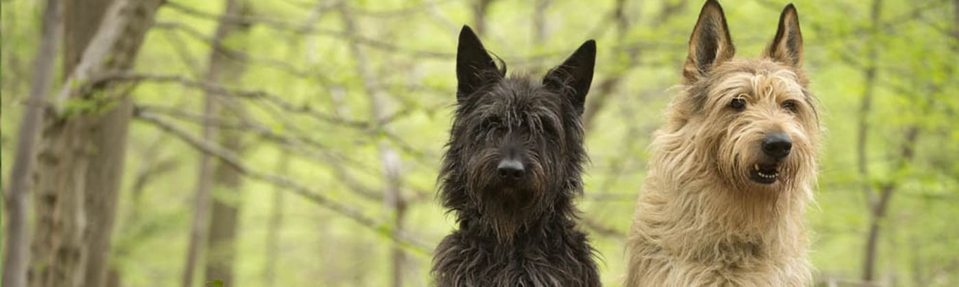 Berger picard, race de chien