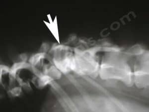 Radiographie de la colonne vertébrale d'un Bouledogue Français