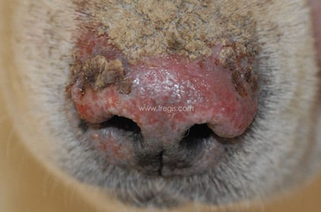 Pemphigus foliacé chez le chien
