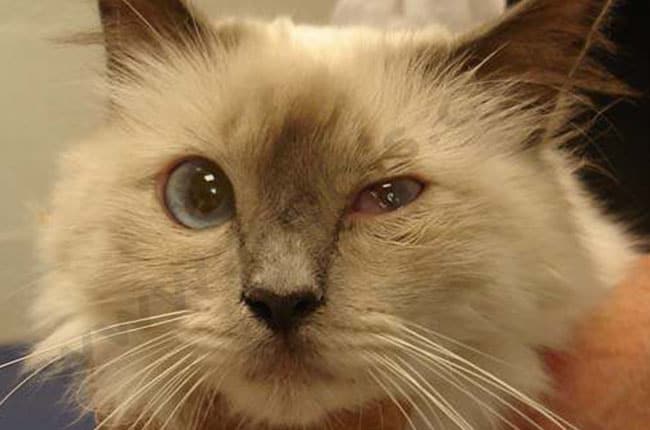 Polype nasopharyngé chez le chat