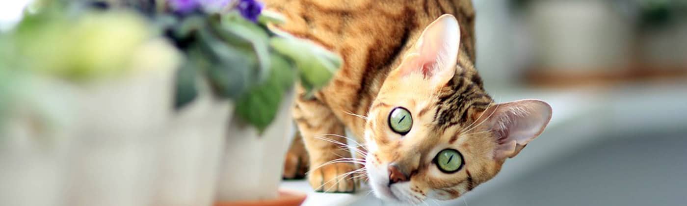 Bengal, race de chat
