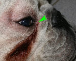 Entropion paupiere interne chez un Bulldog anglais