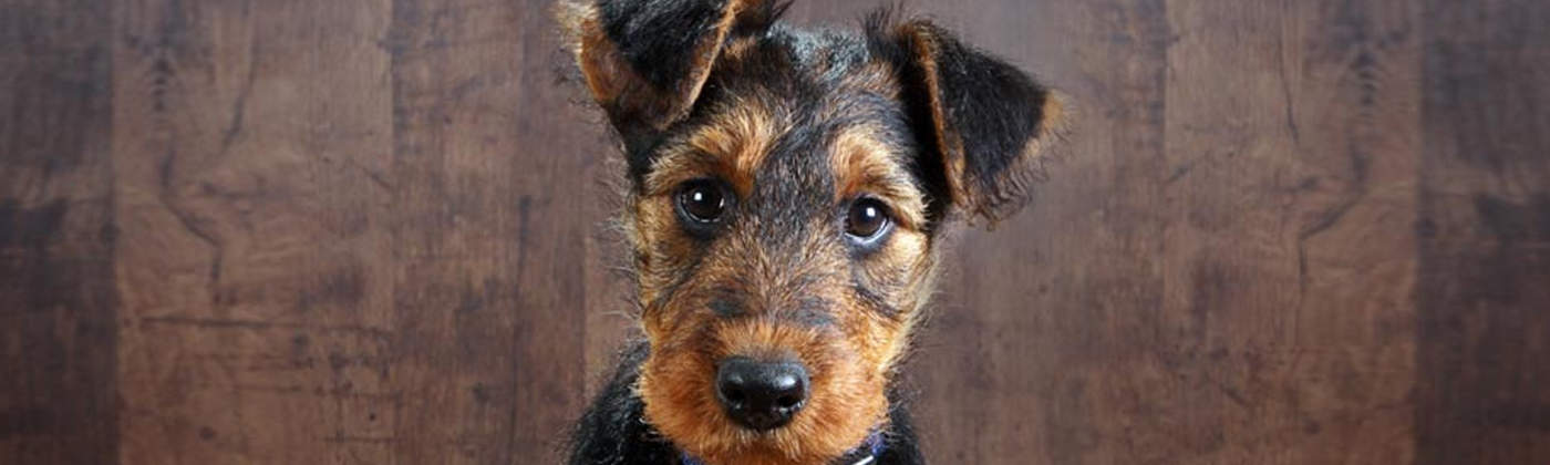 Airedale terrier, race de chien