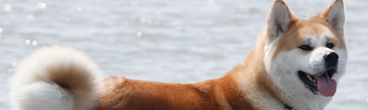 Akita Inu, race de chien