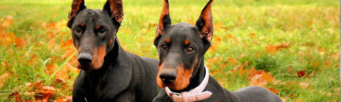 Dobermann, race de chien