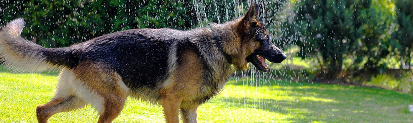 Berger Allemand, race de chien
