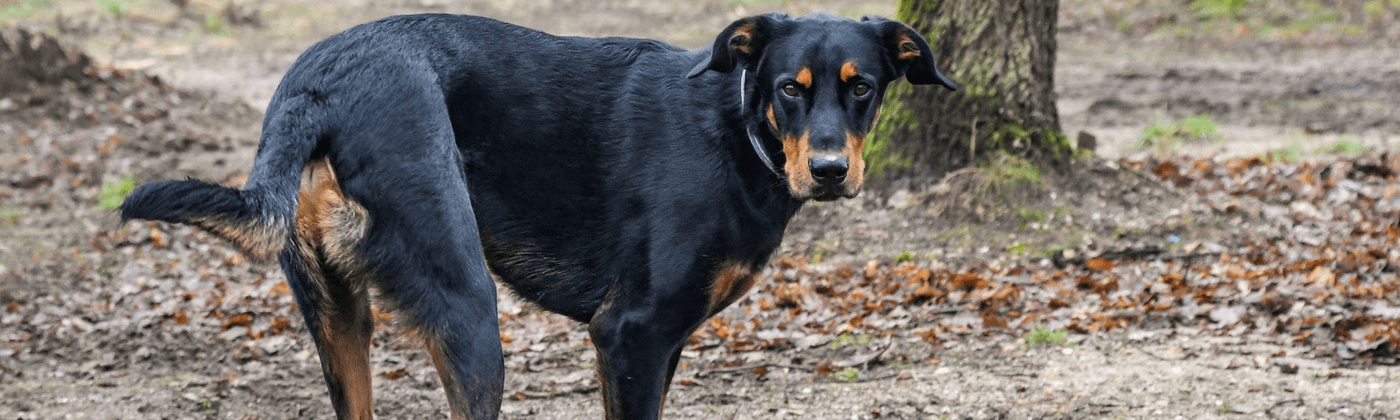 Beauceron