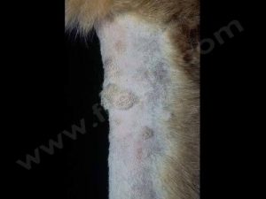 Nodules sur la patte d’un Berger allemand 
