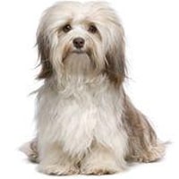 Bichon havanais, race de chien
