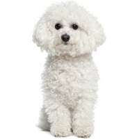 Bichon frisé, race de chien