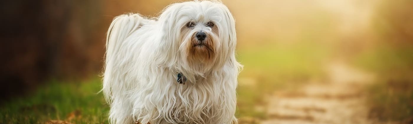Bichon havanais, race de chien