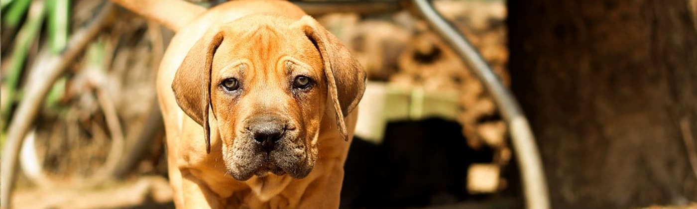 Boerboel, race de chien