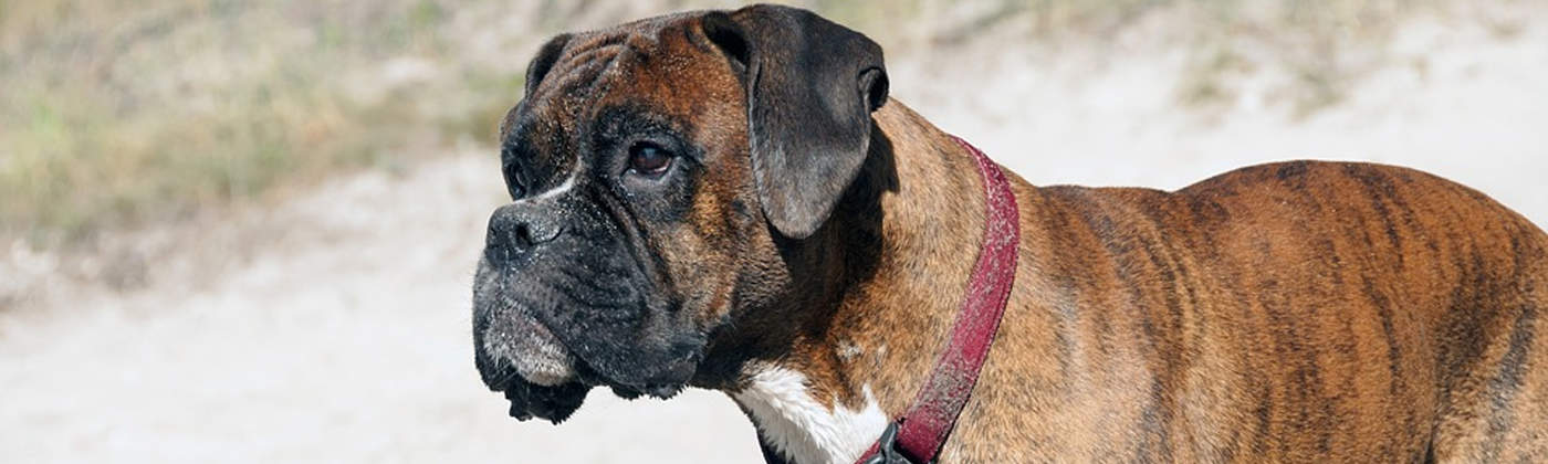 Boxer, race de chien