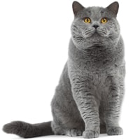 British shorthair, race de chat