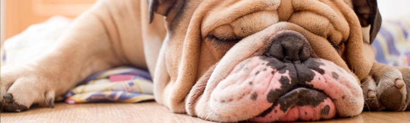 Bulldog anglais, race de chien