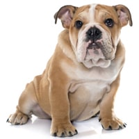 Bulldog anglais, race de chien
