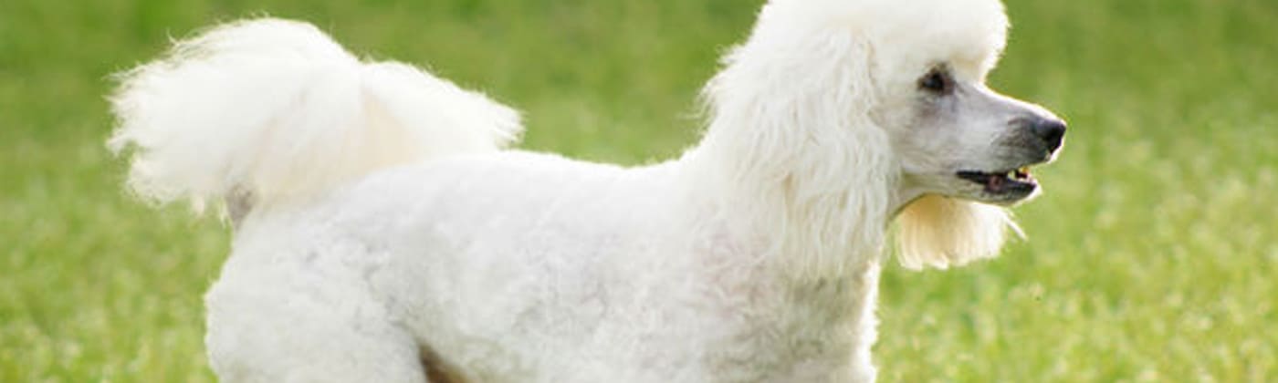 Caniche, race de chien