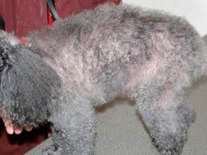 Alopécie chez un caniche