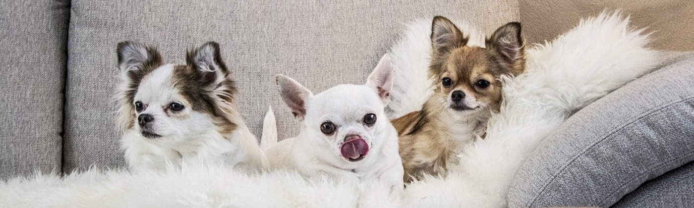 Chihuahua race de chien