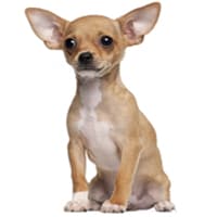 Chihuahua race de chien