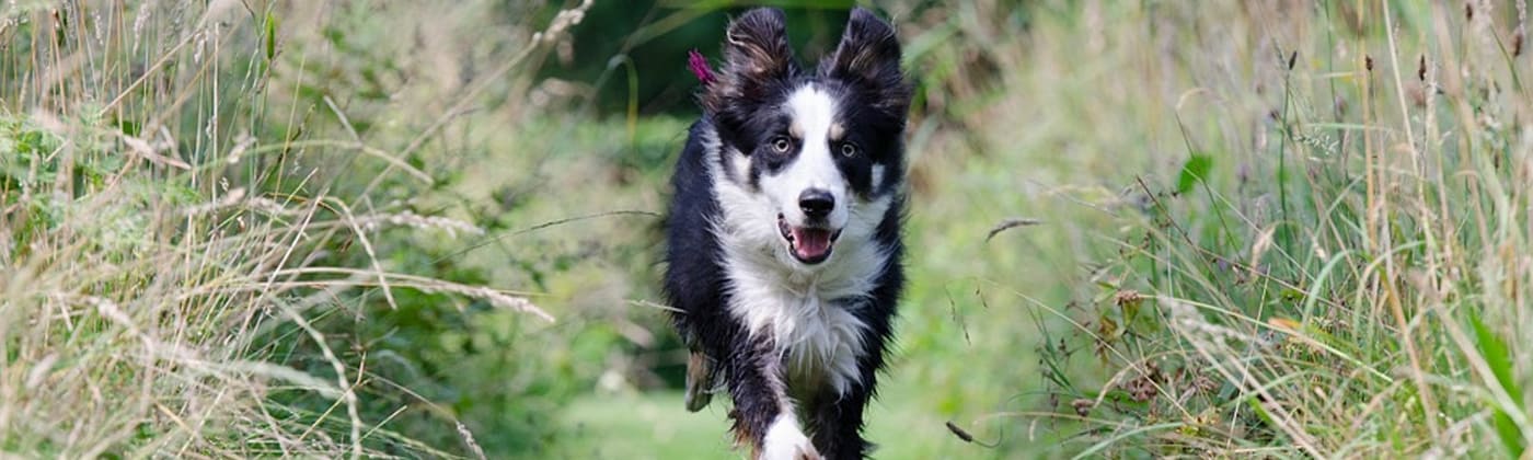 Colley, race de chien