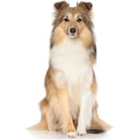 Colley, race de chien