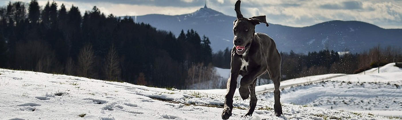 Dogue allemand, race de chien