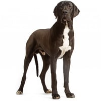 Dogue allemand, race de chien