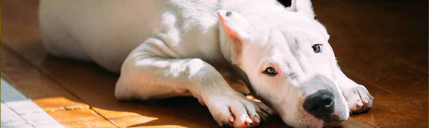 Dogue argentin, race de chien