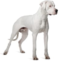 Dogue argentin, race de chien