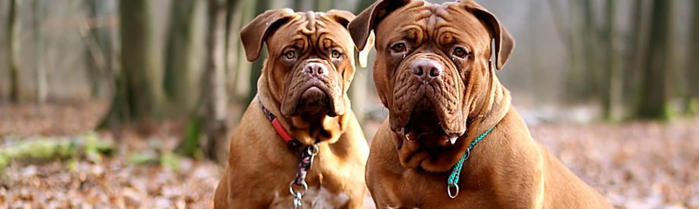 Dogue de bordeaux, race de chien