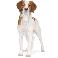Epagneul breton, race de chien