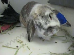 Mon lapin a la tête penchée