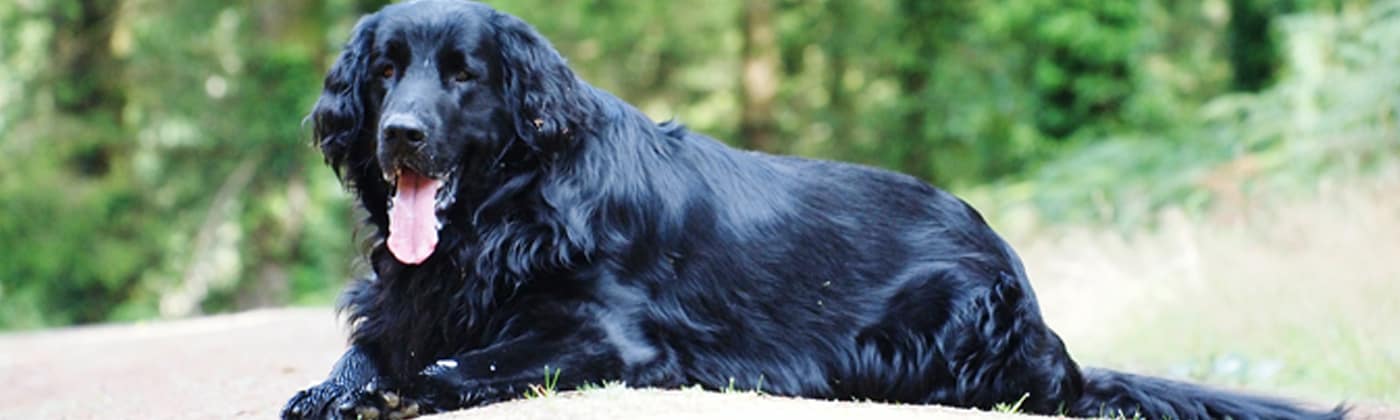 Flat-Coated retriever, race de chien