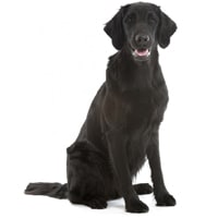 Flat-Coated retriever, race de chien