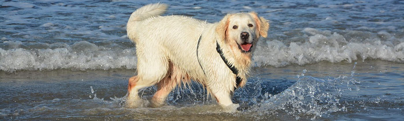 Golden Retriever, race de chien