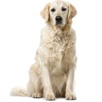 Golden Retriever, race de chien