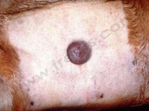 Cancerologie, mastocytome chez le golden retriever