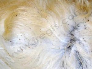 Ichthyose du Golden Retriever