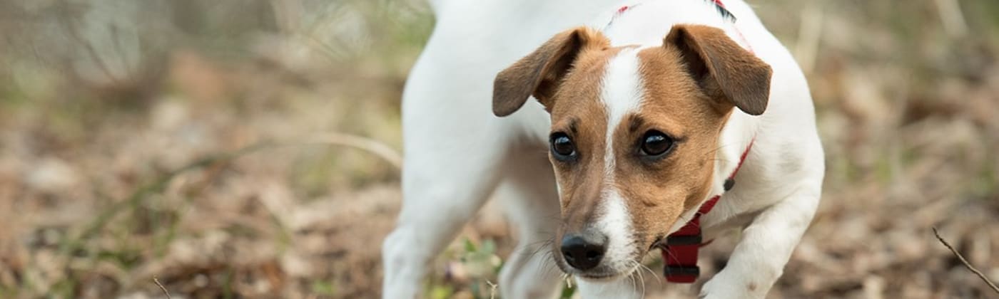 Jack Russell terrier, race de chien
