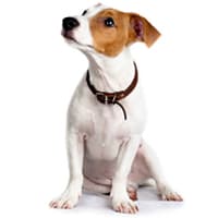 Jack Russell terrier, race de chien