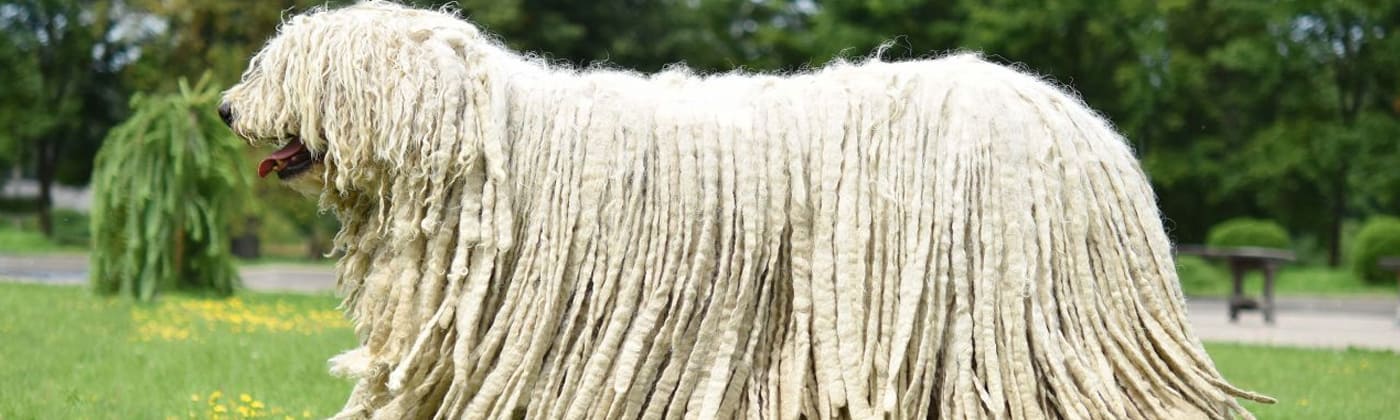 Komondor, race de chien