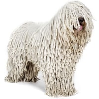 Komondor, race de chien