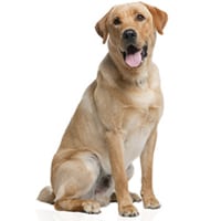 Labrador retriever, race de chien