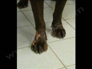 Pododermatite chez le Labrador Retriever