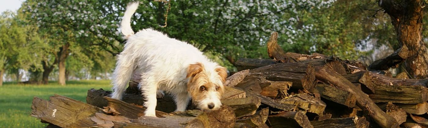 Parson Russell terrier, race de chien